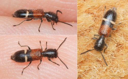 Réf. 229 561 : Tilloidea unifasciata